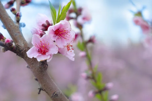 Badem Bahar Çiçekleri Ağaç Dalında — Stok fotoğraf