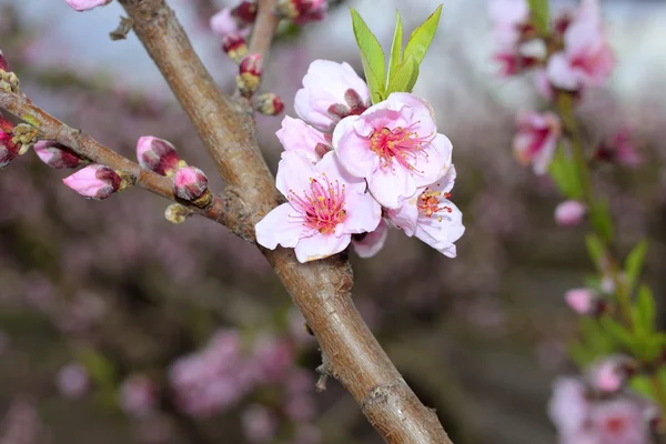 Badem Bahar Çiçekleri Ağaç Dalında — Stok fotoğraf