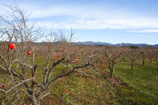 Frutos de caqui em árvores no campo de outono — Fotografia de Stock