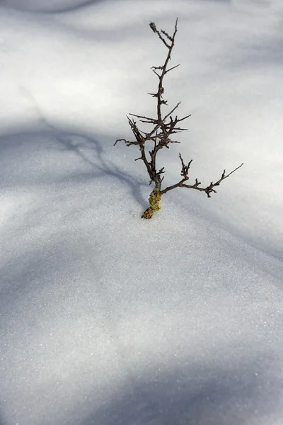 Αποξηραμένα υποκατάστημα μοναχικό δέντρο χιόνι αμμόλοφους έρημο — Φωτογραφία Αρχείου
