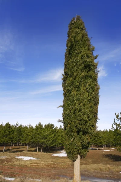 Grote cypress winter pine forest blauwe hemel — Stockfoto