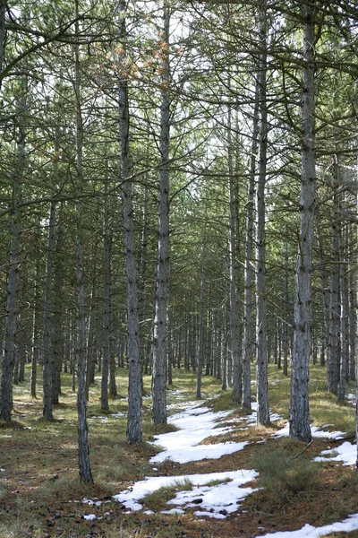 Trilha de neve em uma floresta de pinheiros — Fotografia de Stock