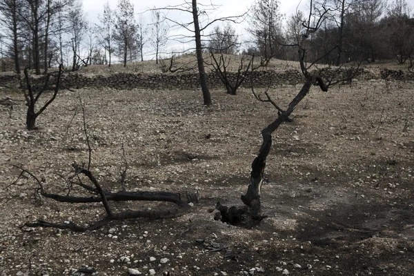 火災後の森林火災で木が焼け — ストック写真