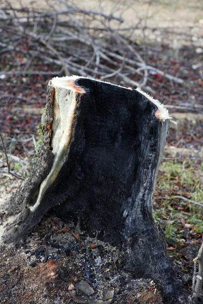 Detalhe de carvão de madeira na floresta queimada após o fogo — Fotografia de Stock