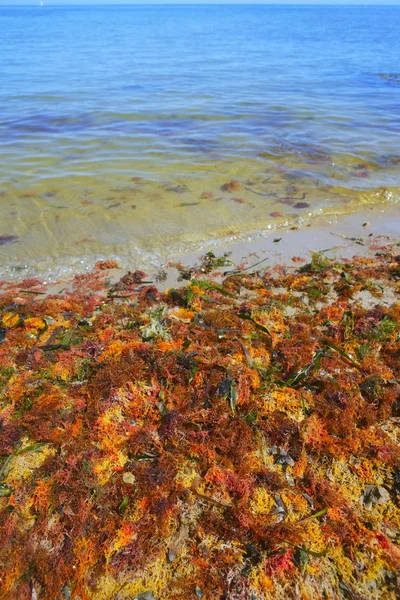 Цветные желтые красные морские водоросли — стоковое фото