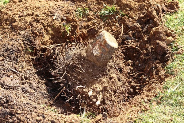 Feelled trädrötter bort jord sand på trädgård — Stockfoto