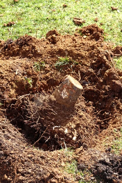 Feelled ρίζες δέντρο αφαιρεθεί άμμο χώμα στον κήπο — Φωτογραφία Αρχείου