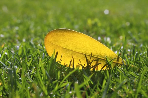 Yellow autumn fall leaf on garden green grass lawn — Stock Photo, Image