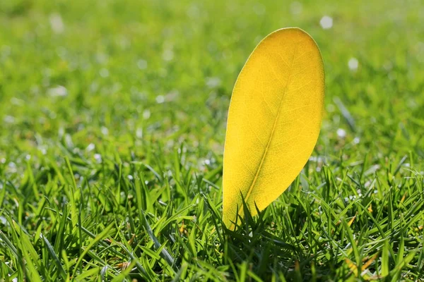 Gele herfst val blad op tuin groene gras gazon — Stockfoto