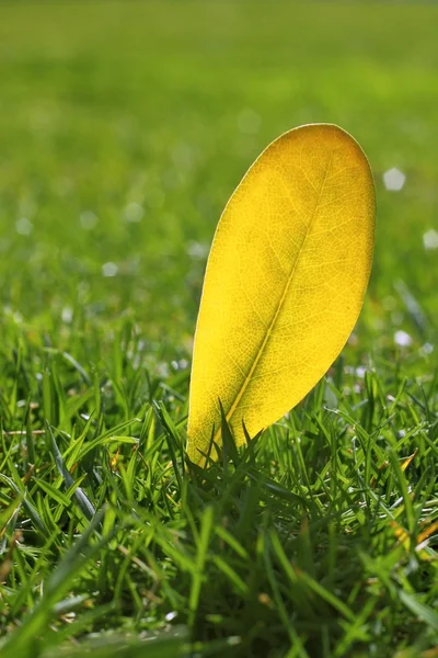 Žlutá podzimní pokles list na zahradní zelený trávník — Stock fotografie