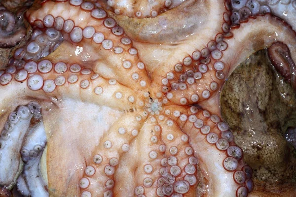 Octopus cephalopods texture macro closeup — Stock Photo, Image