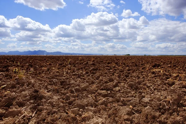 Eke szántott barna agyag mezőben kék ég horizon — Stock Fotó