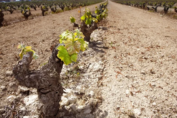 Виноградник первые весенние ростки в ряд поле в Испании — стоковое фото