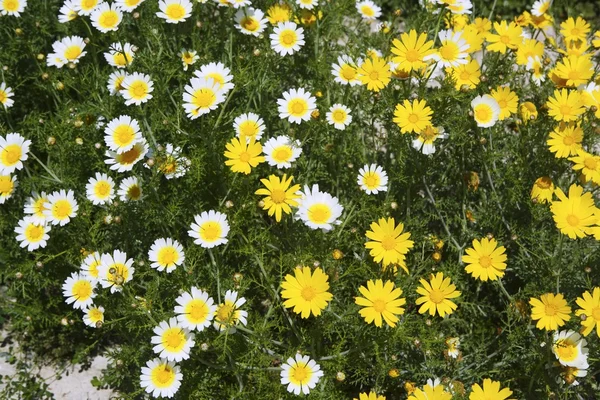 Daisy gele en witte bloemen in de tuin — Stockfoto
