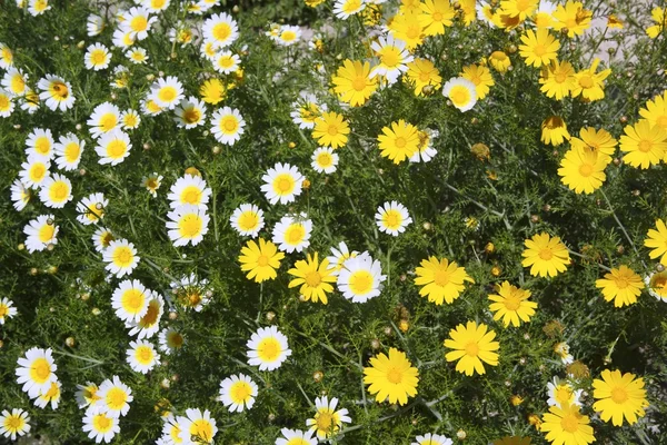Stokrotka żółte i białe kwiaty w ogrodzie — Zdjęcie stockowe