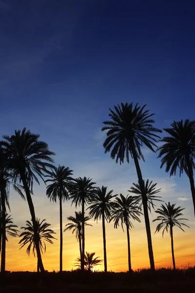 Palm trees sunset golden blue sky backlight — Stock Photo, Image
