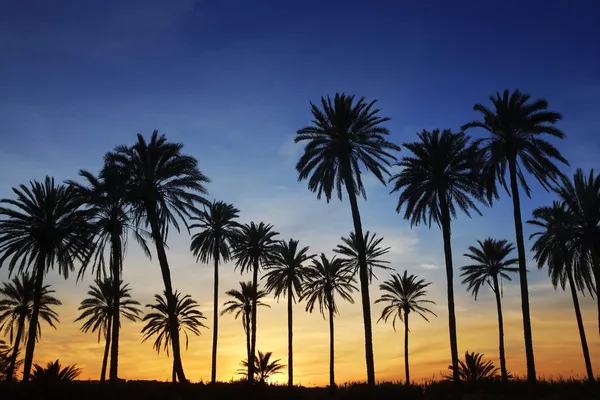 Palmiers coucher de soleil ciel bleu doré rétro-éclairage — Photo