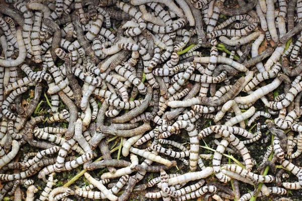 Muchos gusanos de seda textura comer hojas de morera —  Fotos de Stock