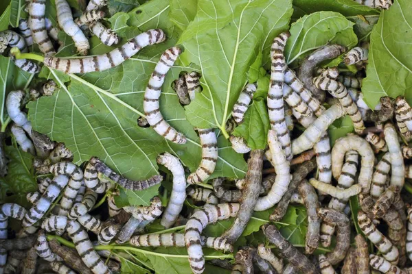 Багато текстури шовкопрядів їдять листя шовковиці — стокове фото