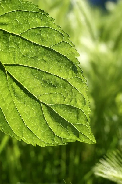 Transparenz Maulbeerblatt grüne Natur Makro — Stockfoto