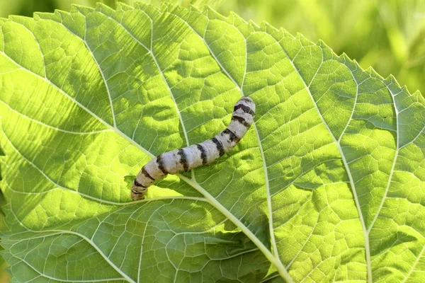 Jedwabników obrączkowane jedwab robak na liść morwy zielony — Zdjęcie stockowe