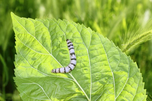 Ipekböceği yeşil dut yaprağı üzerinde ipek solucan halkalı — Stok fotoğraf