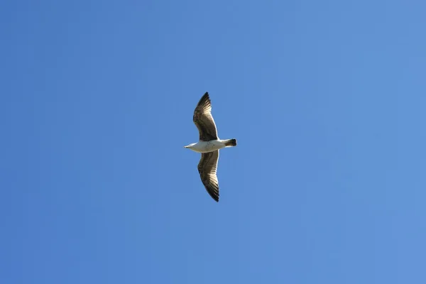 Flying seagull sea bird view from below blue sky — Stock Photo ...