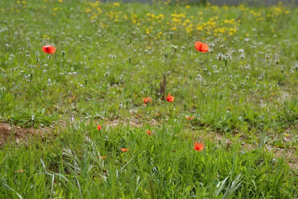 Зеленый луг с красными весенними цветами — стоковое фото