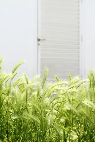 Giardino verde picchi casa porta bianca backgrouund — Foto Stock