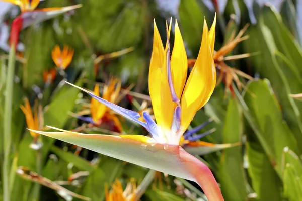 Genus strelitzia reginae orange bird flower — Stock Photo, Image