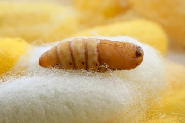 Chrysalis silkworm on silk worm cocoon — Stock Photo, Image