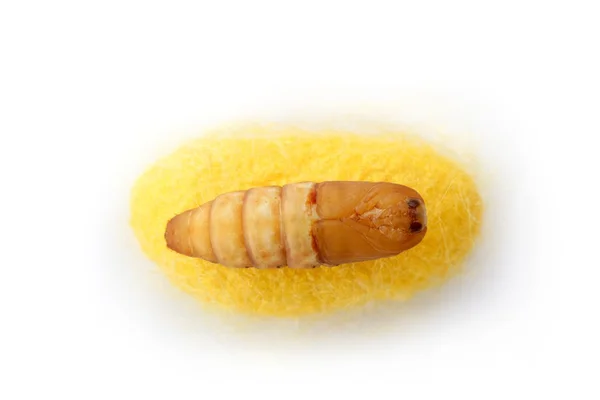 Chrysalis ipekböceği kozası ipek solucan üzerinde — Stok fotoğraf