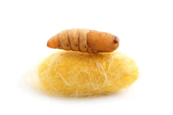 Chrysalis silkworm on silk worm cocoon — Stock Photo, Image