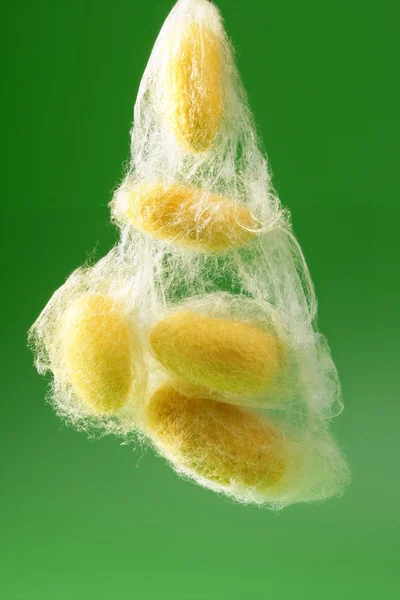 Casulo de bicho-da-seda amarelo sobre verde — Fotografia de Stock