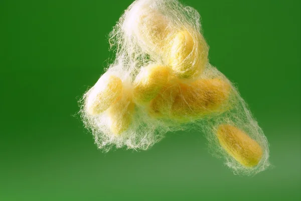 Gelber Seidenraupenkokon über Grün — Stockfoto
