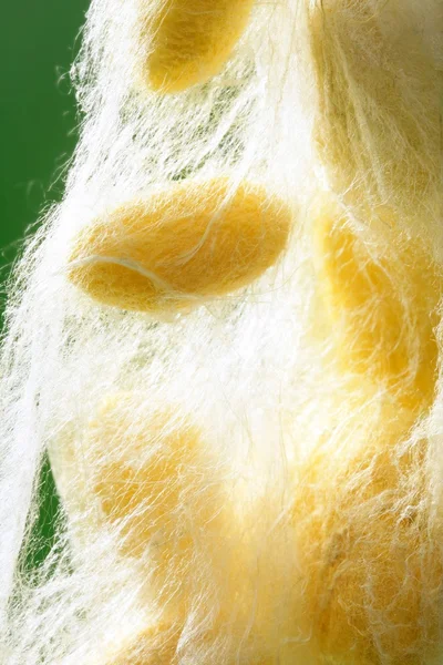 Жовтий шовкопряд кокон над зеленим — стокове фото