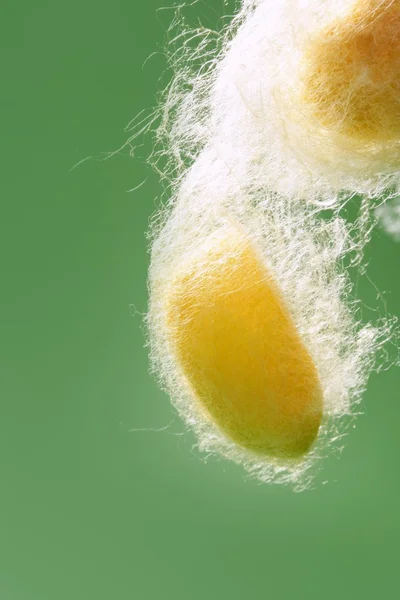 Cocon de ver à soie jaune sur vert — Photo