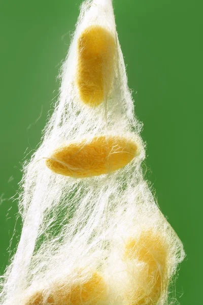 Kokon żółty jedwabników na zielono — Zdjęcie stockowe