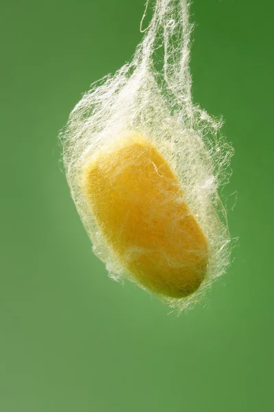Cocoon of silkworm hanging on silk worm net — Stock Photo, Image