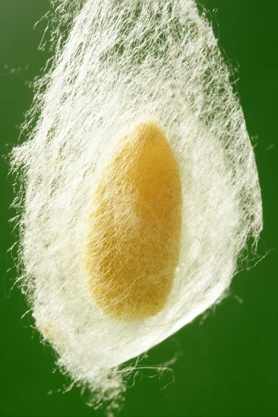Cocoon silkesfjärilsägg som hänger på silk mask netto — Stockfoto