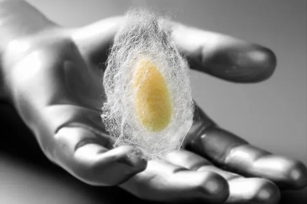 Cocoon of silkworm on cyber futuristic silver hand — Stock Photo, Image