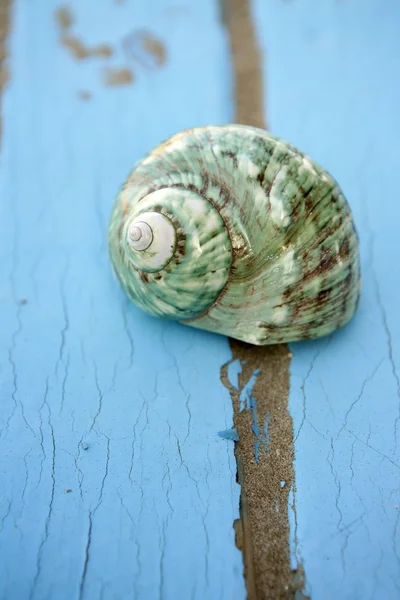 Blue wooden beach floor green sea shell — Stock Photo, Image