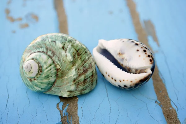 Blue wooden beach floor green sea shell — Stock Photo, Image