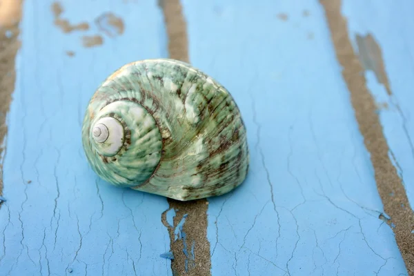 蓝色木海滩地板绿海贝壳 — 图库照片