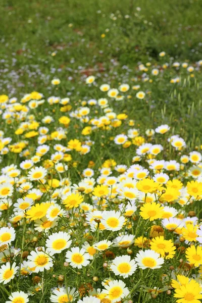 Daisy gula blommor gröna naturen äng — Stockfoto