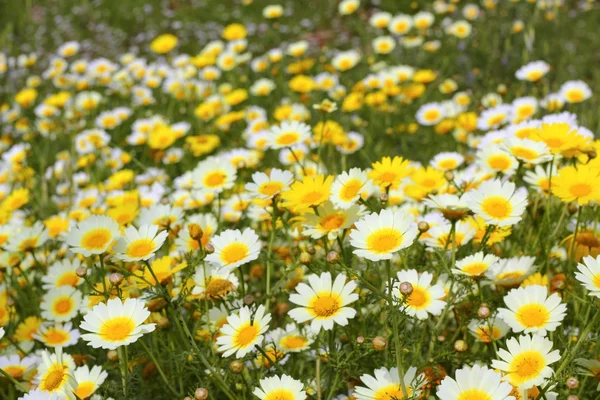 デイジー黄色の花の緑の自然草原 — ストック写真