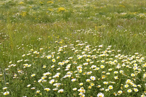 Daisy gula blommor gröna naturen äng — Stockfoto