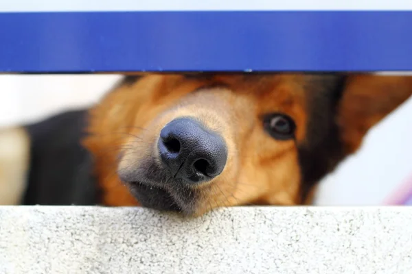 Solo triste perro hocico retrato buscando pequeño agujero — Foto de Stock