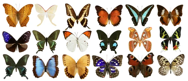 Collezione farfalle colorate isolate su bianco — Foto Stock
