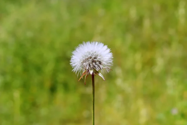 Pampeliška bílý květ k ránu a něco si přej — Stock fotografie